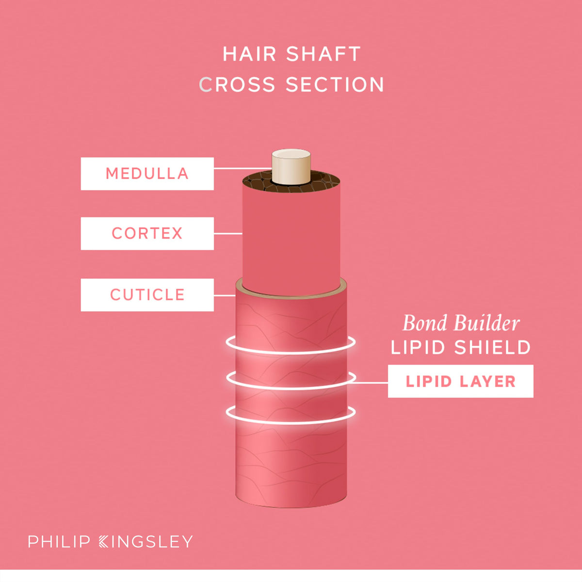 PHILIP KINGSLEY - Bond Builder Lipid Shield - Restorative Hair Oil Treatment for Dry and Damaged Hair - Heat Protectant Hair Moisturizer that Replenishes Dry and Damaged Hair - 1.01oz