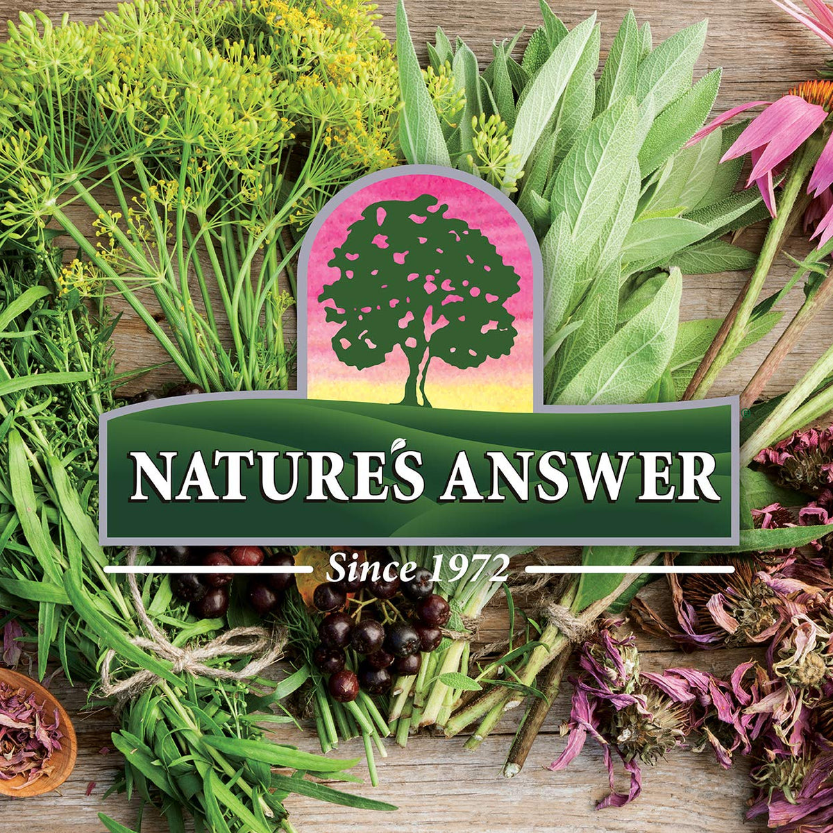 Nature's Answer Red Clover Extract Supplement Alcohol Free 1 Oz (Pack of 4) - Natural Mood Support