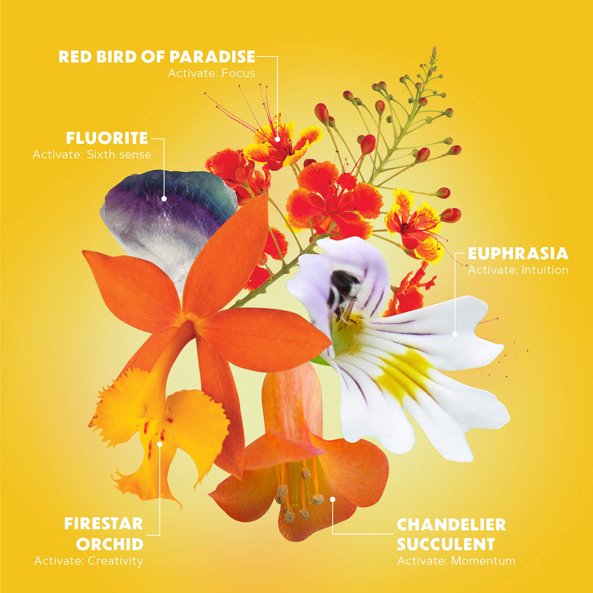 LOTUSWEI Inspired Action Flower Essence Elixir - Enhance Focus, Concentration, Mental Clarity & Creativity - Flower Remedy Supplement
