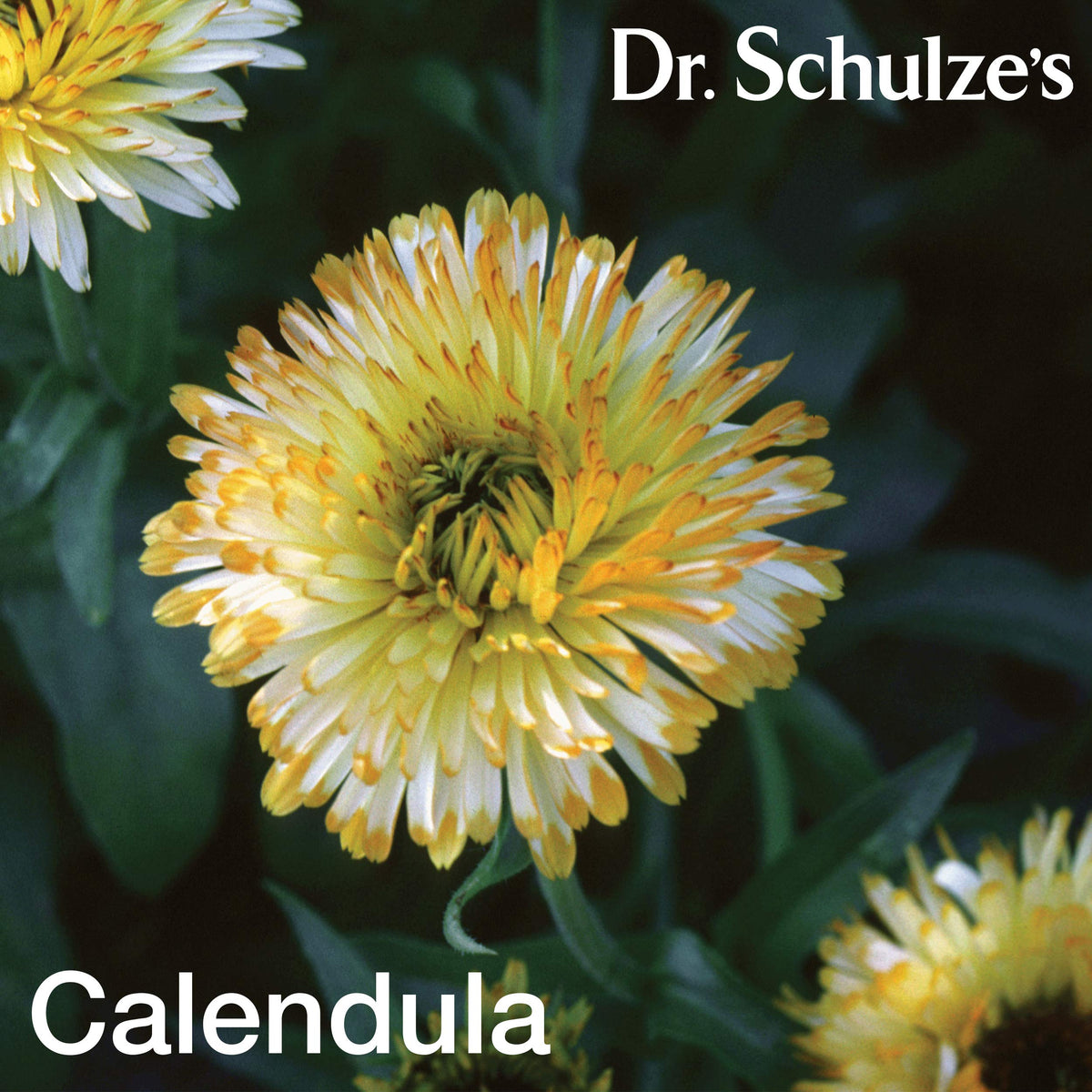 Dr. Schulze's Deep Tissue Oil - Powerful Herbal Support for Muscles, Tendons and Joints